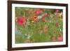 Summer Flower Mix Colourful Summer Flower Mix-null-Framed Photographic Print