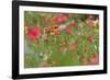 Summer Flower Mix Colourful Summer Flower Mix-null-Framed Photographic Print