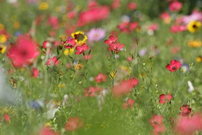 https://imgc.allpostersimages.com/img/posters/summer-flower-mix-colourful-summer-flower-mix_u-L-Q106KLS0.jpg?artPerspective=n