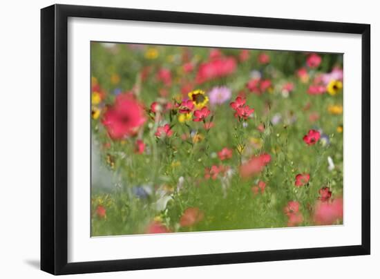 Summer Flower Mix Colourful Summer Flower Mix-null-Framed Photographic Print