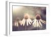 Summer Flower under Rain-Alexey Rumyantsev-Framed Photographic Print