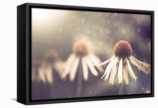 Summer Flower under Rain-Alexey Rumyantsev-Framed Stretched Canvas