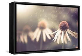 Summer Flower under Rain-Alexey Rumyantsev-Framed Stretched Canvas