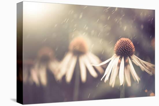 Summer Flower under Rain-Alexey Rumyantsev-Stretched Canvas