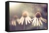 Summer Flower under Rain-Alexey Rumyantsev-Framed Stretched Canvas