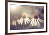 Summer Flower under Rain-Alexey Rumyantsev-Framed Photographic Print