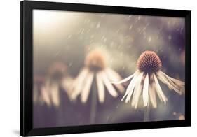 Summer Flower under Rain-Alexey Rumyantsev-Framed Photographic Print