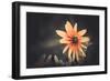 Summer Flower-Alexey Rumyantsev-Framed Photographic Print