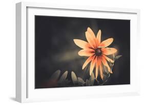 Summer Flower-Alexey Rumyantsev-Framed Photographic Print