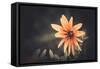 Summer Flower-Alexey Rumyantsev-Framed Stretched Canvas