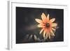 Summer Flower-Alexey Rumyantsev-Framed Photographic Print