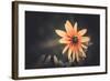 Summer Flower-Alexey Rumyantsev-Framed Photographic Print