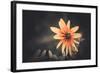 Summer Flower-Alexey Rumyantsev-Framed Photographic Print