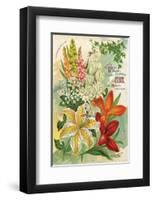 Summer Flowering Bulbs &Lilies-null-Framed Art Print