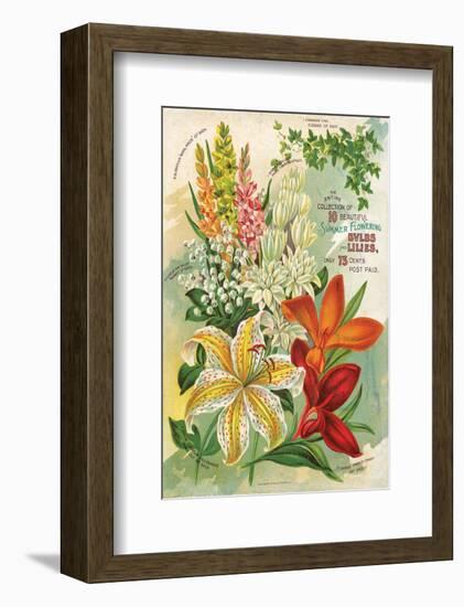 Summer Flowering Bulbs &Lilies-null-Framed Art Print