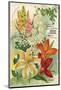 Summer Flowering Bulbs &Lilies-null-Mounted Art Print