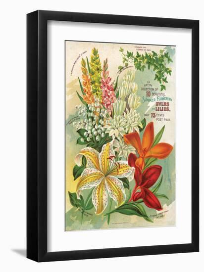 Summer Flowering Bulbs &Lilies-null-Framed Art Print