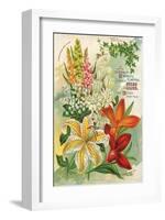 Summer Flowering Bulbs &Lilies-null-Framed Art Print