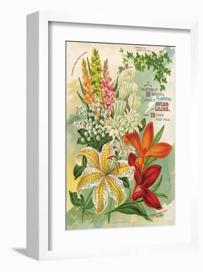 Summer Flowering Bulbs &Lilies-null-Framed Art Print