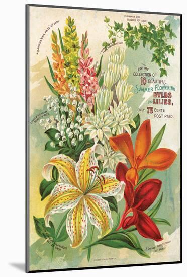 Summer Flowering Bulbs &Lilies-null-Mounted Art Print