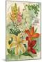 Summer Flowering Bulbs &Lilies-null-Mounted Art Print