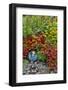 Summer flowers and coleus plants in bronze and reds, Sammamish, Washington State-Darrell Gulin-Framed Photographic Print