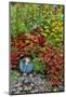 Summer flowers and coleus plants in bronze and reds, Sammamish, Washington State-Darrell Gulin-Mounted Photographic Print
