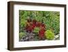 Summer flowers and coleus plants in bronze and reds, Sammamish, Washington State-Darrell Gulin-Framed Photographic Print