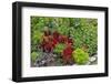 Summer flowers and coleus plants in bronze and reds, Sammamish, Washington State-Darrell Gulin-Framed Photographic Print