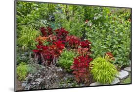 Summer flowers and coleus plants in bronze and reds, Sammamish, Washington State-Darrell Gulin-Mounted Photographic Print