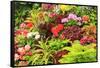 Summer flowers in a garden near Victoria, British Columbia-Stuart Westmorland-Framed Stretched Canvas