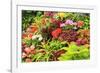 Summer flowers in a garden near Victoria, British Columbia-Stuart Westmorland-Framed Photographic Print