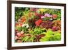 Summer flowers in a garden near Victoria, British Columbia-Stuart Westmorland-Framed Photographic Print