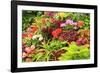 Summer flowers in a garden near Victoria, British Columbia-Stuart Westmorland-Framed Photographic Print