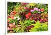 Summer flowers in a garden near Victoria, British Columbia-Stuart Westmorland-Framed Photographic Print