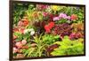 Summer flowers in a garden near Victoria, British Columbia-Stuart Westmorland-Framed Photographic Print