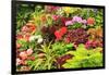 Summer flowers in a garden near Victoria, British Columbia-Stuart Westmorland-Framed Photographic Print