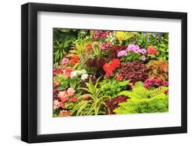 Summer flowers in a garden near Victoria, British Columbia-Stuart Westmorland-Framed Photographic Print