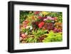 Summer flowers in a garden near Victoria, British Columbia-Stuart Westmorland-Framed Photographic Print