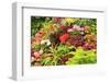 Summer flowers in a garden near Victoria, British Columbia-Stuart Westmorland-Framed Photographic Print