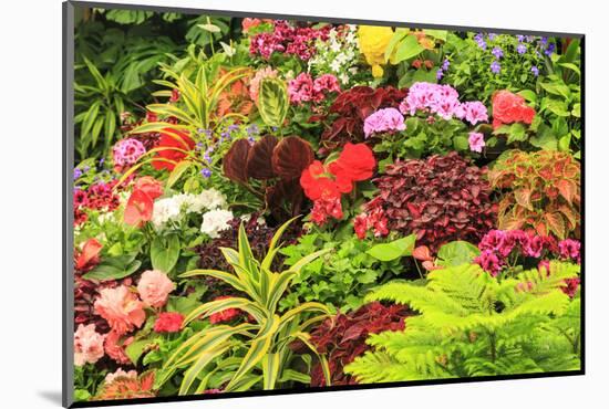 Summer flowers in a garden near Victoria, British Columbia-Stuart Westmorland-Mounted Photographic Print