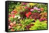 Summer flowers in a garden near Victoria, British Columbia-Stuart Westmorland-Framed Stretched Canvas