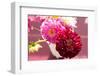 Summer flowers in white porcelain vase-Christine Meder stage-art.de-Framed Photographic Print