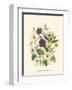 Summer Flowers IV-null-Framed Art Print