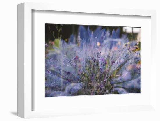 Summer flowers meadows in Bielefeld on the roadsides, double exposure.-Nadja Jacke-Framed Photographic Print