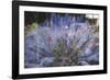 Summer flowers meadows in Bielefeld on the roadsides, double exposure.-Nadja Jacke-Framed Photographic Print