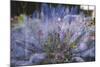 Summer flowers meadows in Bielefeld on the roadsides, double exposure.-Nadja Jacke-Mounted Photographic Print