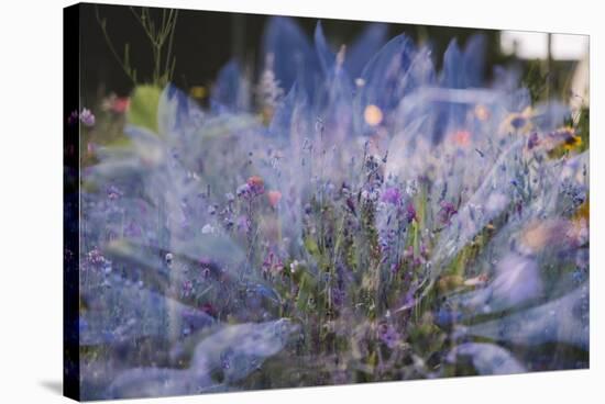 Summer flowers meadows in Bielefeld on the roadsides, double exposure.-Nadja Jacke-Stretched Canvas