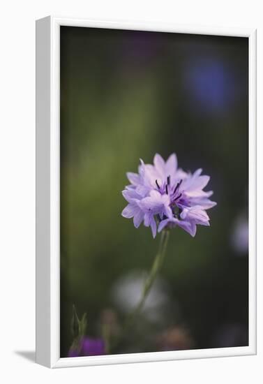 Summer flowers meadows on the roadsides in Bielefeld,-Nadja Jacke-Framed Photographic Print