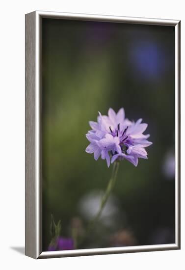 Summer flowers meadows on the roadsides in Bielefeld,-Nadja Jacke-Framed Photographic Print